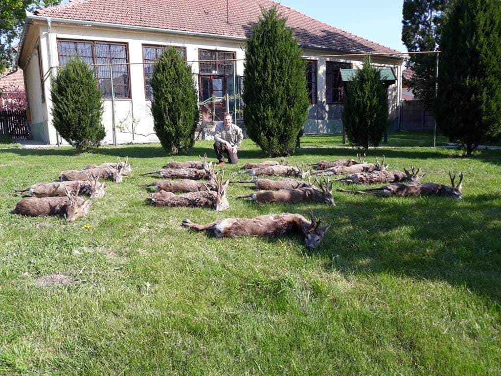 Rehbockjagden in Südostungarn, ab Ende April