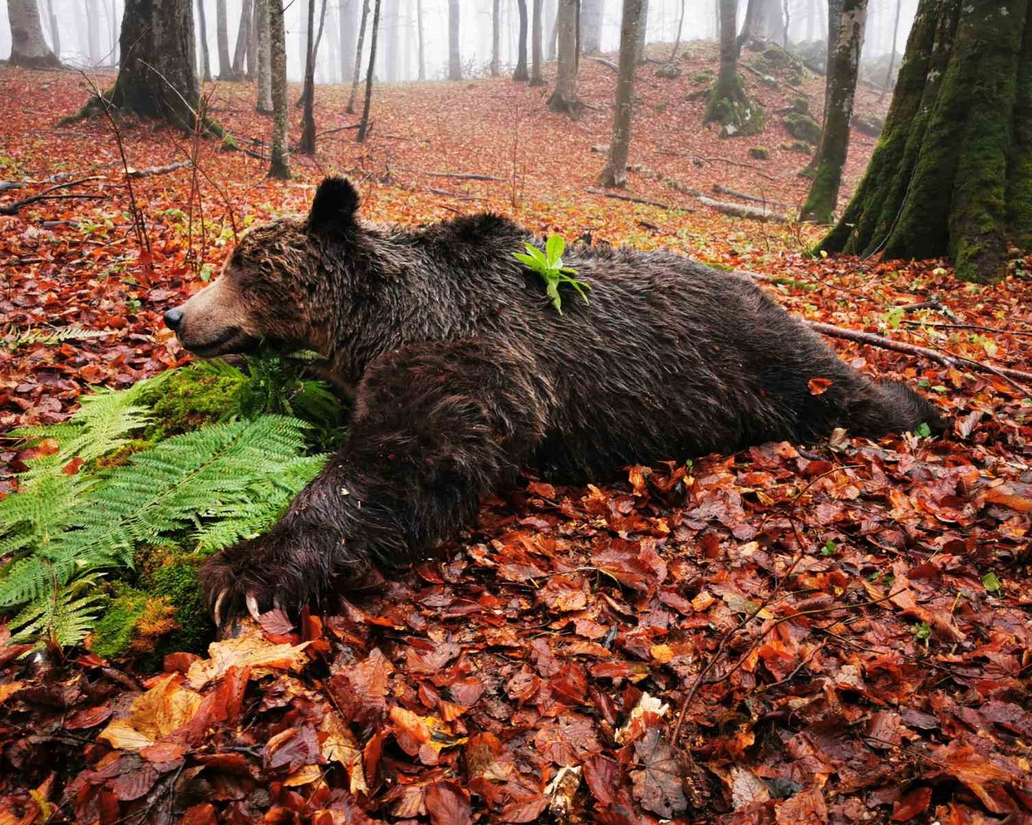 Medve és farkas vadászat a Sutjeska Nemzeti Parkban, Boszniában