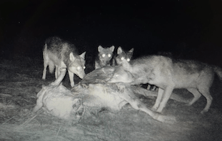 Farkasvadászat Szerbiában – dél-Szerbia, fűthető les