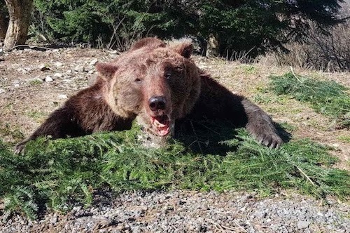 Medvevadászatok Szlovéniában és Horvátországban