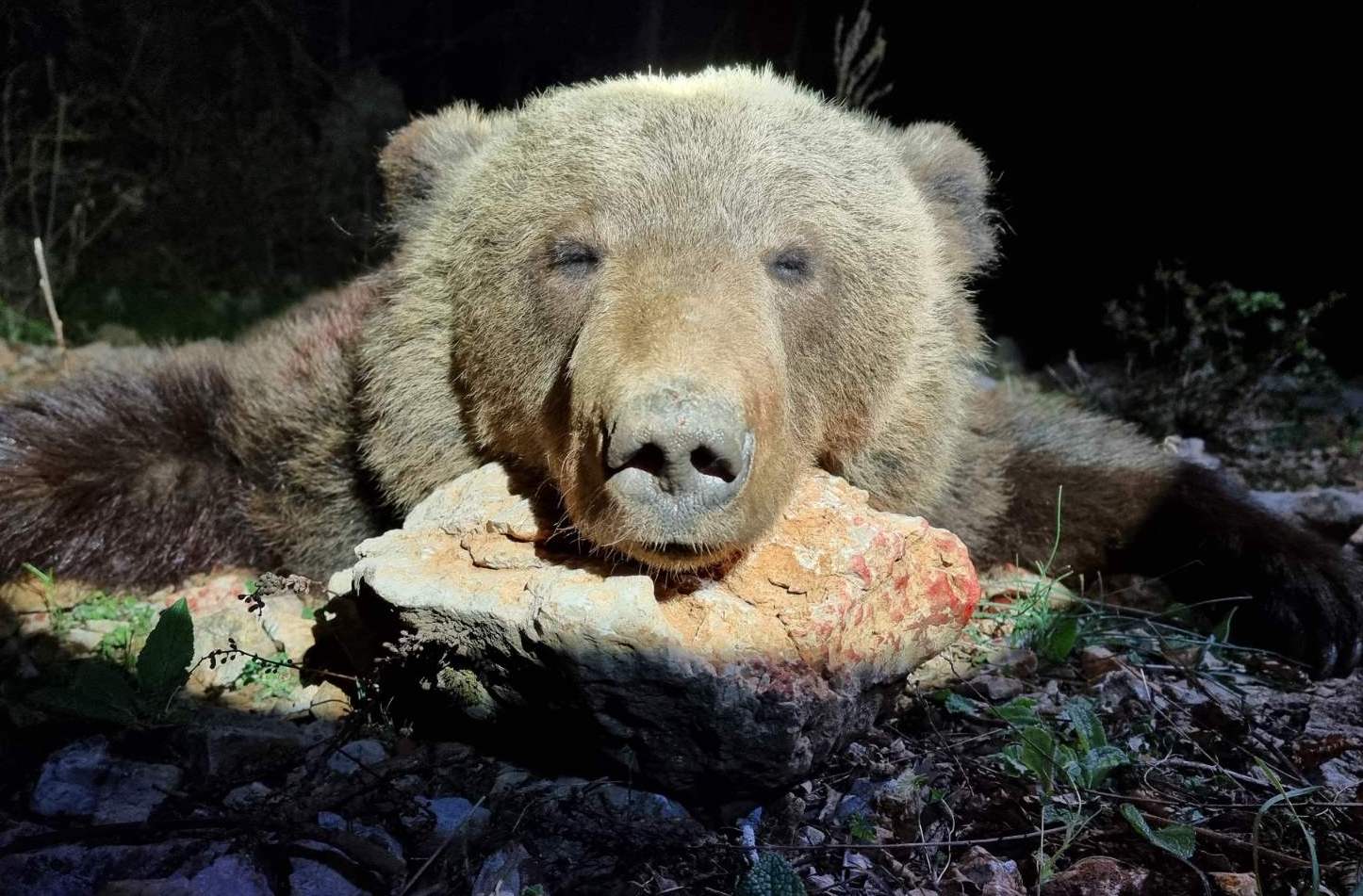 Medvevadászatok Szlovéniában és Horvátországban