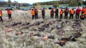 Vaddisznó és trófea vad vadászat Csehországban (all inclusive)