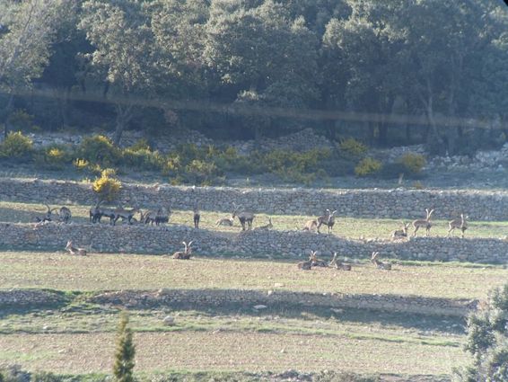 Beceite Ibex– kőszáli kecske vadászata Spanyolországban