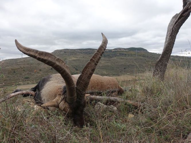 Beceite Ibex– kőszáli kecske vadászata Spanyolországban