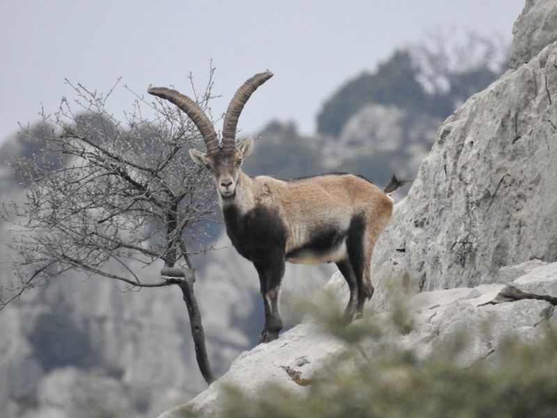 Beceite Ibex– kőszáli kecske Spanyolországban
