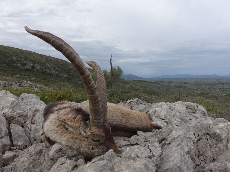 Beceite Ibex– kőszáli kecske Spanyolországban