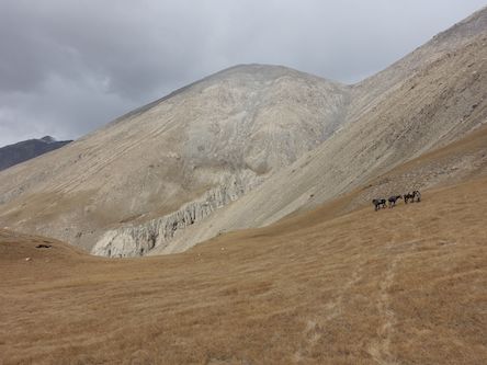 Közép-ázsiai kőszáli kecske Kirgizisztánban