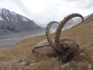 Közép-ázsiai kőszáli kecske Kirgizisztánban