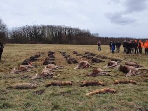 November-decemberi vaddisznó vadászatok a Dunántúlon