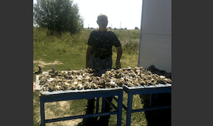 Fürj és galambvadászat Romániában, közel a magyar határhoz
