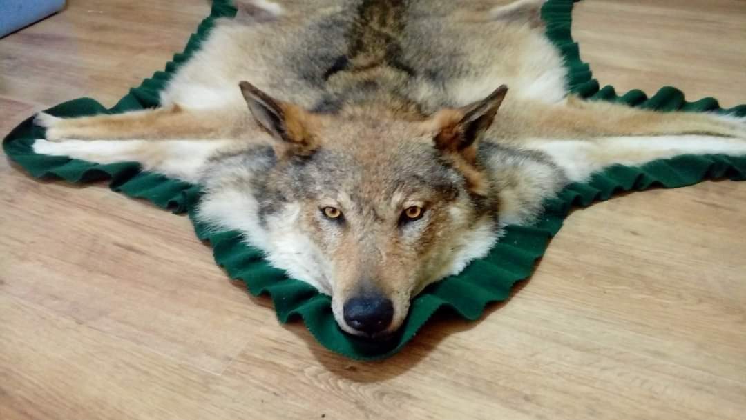 Farkasvadászat Szerbiában – dél-Szerbia, fűthető les