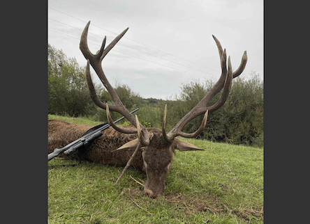 Dámbika vadászat Nagykónyin, a Koppánymenti Vadásztársaságnál – Tolna megyében