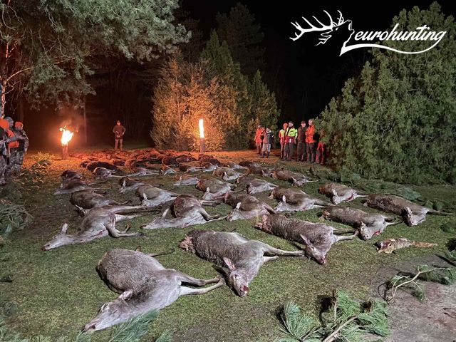 Terelő vadászat Veszprém vármegyében