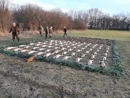 Hasejagd, mit schönen Jagdstrecke, neben Békéscsaba, im Osten Ungarns