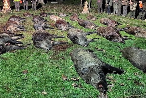 Ausgezeichnete Wildschweinjagd am 9. Dezember in Csesztreg, Komitat Zala, Westungarn