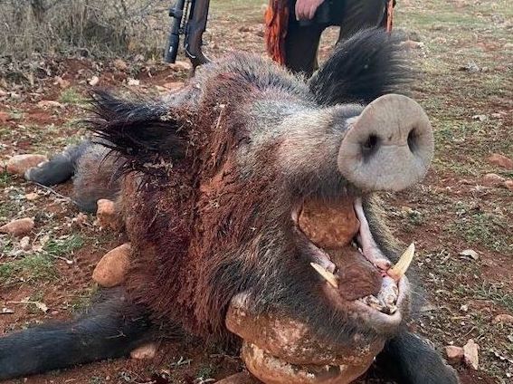 Vaddisznó vadászatok Törökországban -Teríték garanciával