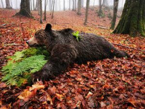 Új! Medvevadászat Horvátországban