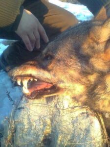 Farkas vadászat a Szerb-Makedón határhoz közel - limitált, előjegyzés